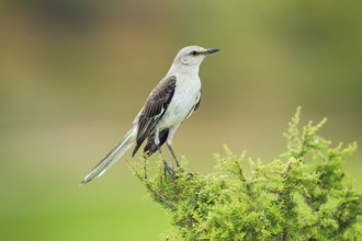 Northern Mockingbird Mimus polyglottos Tucson, Pinal County, Arizona, United States 6 June Adult