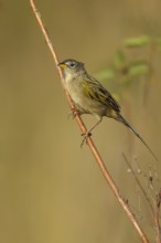 Wedge-tailed Grass-Finch (Emberizoides herbicola) perched on a branch in the grasslands of Guyana
