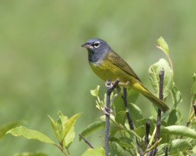 A MacGillivray's Warbler, Geothlypis tolmiei, perched in the Cypress Hills, Saskatchewan, Canada