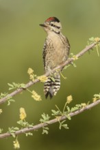 Ladder-backed Woodpecker (Dryobates scalaris), Arizona, USA