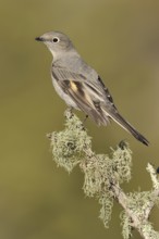 Townsend's Solitaire (Myadestes townsendi), New Mexico, USA