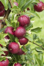 Apple (Malus domestica 'Gaia'), Cambridge Botanical Garden, Germany