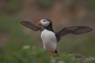 Atlantic puffin (Fratercula arctica) adult auk seabird bird stretching its wings on a cliff top in