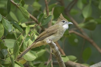 Ochraceous Bulbul (Alophoixus ochraceus), Thailand