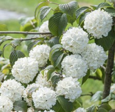 Japanese snowball (Viburnum plicatum 'Grandiflorum'), Mainau Island, Switzerland