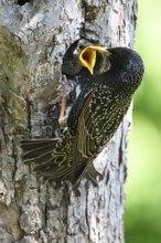 Starling (Sturnus vulgaris) feeding the young bird in a woodpecker cavity, North Rhine-Westphalia,
