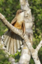 Great Lizard Cuckoo (Coccyzus merlini) perched on a branch in Cuba