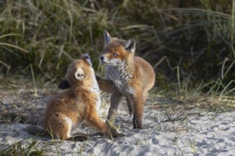 The peaceful impression is deceptive, the red fox pup (Vulpes vulpes) on the right has placed its
