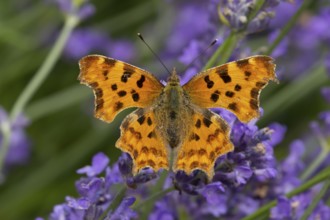 Comma butterfly (Polygonia c-album) adult insect feeding on a garden blue English lavender flowers