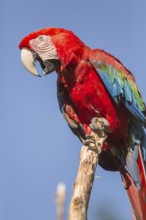 One scarlet macaw (Ara macao) sitting on a branch with a blue sky in the background. Bright