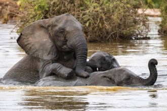 African elephant (Loxodonta africana) swimming and bathing in the water, Addo Elephant National