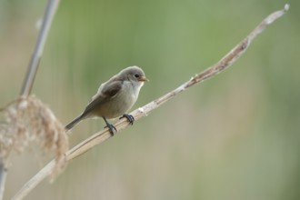 Eurasian Penduline Tit (Remiz pendulinus) juvenile, one week after leaving the nest, Saxony-Anhalt,