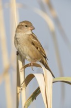 House sparrow (Passer domesticus), Israel, Middle East