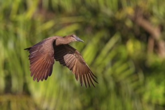 Hammerhead, Hammerhead, Hamerkop, (Scopus umbretta), Animals, Birds, Shadowbird, Lamin rice fields,