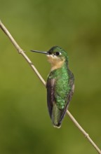 Brazilian Ruby (Clytolaema rubricauda) female perched on a twig, Rio de Janeiro, Brazil
