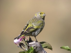 DSCN 7955 - pris le 01/05/2006 en Syrie