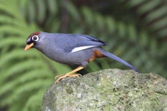 Chestnut-capped Laughingthrush (Garrulax mitratus), Malaysia