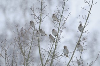 Bohemian Waxwing (Bombycilla garrulus), North Rhine-Westphalia, Germany