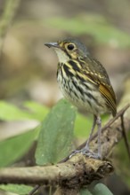 Streak-chested Antpitta (Hylopezus perspicillatus) perched on a branch in Panama