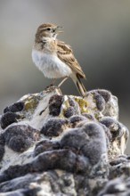 Greater Short-toed Lark (Calandrella brachydactyla) singing from a rock, Castile and Leon, Spain