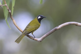 White-eared Honeyeater (Nesoptilotis leucotis), Victoria, Australia