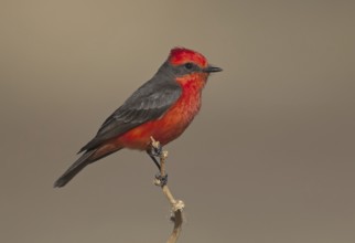 Vermilion Flycatcher (Pyrocephalus rubinus), Arizona, USA