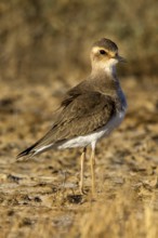 Oriental Plover (Charadrius veredus), Western Australia, Australia