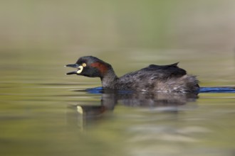 Australasian Grebe (Tachybaptus novaehollandiae) calling, Victoria, Australia