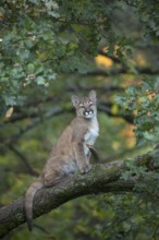 One young cougar, Puma concolor, sitting on a big branch high up in an oak tree