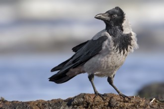 Hooded Crow (Corvus cornix), Mecklenburg-Western Pomerania, Germany