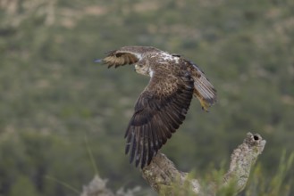 Bonelli's eagle (Aquila fasciata), in flight, province of Valencia, Spain