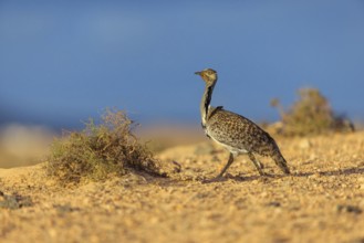 Sahara Houbara Bustard (Chlamydotis undulata fuerteventurae, Europe, Spain, Canary Islands,
