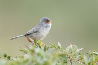 Balearic Warbler (Sylvia balearica) male singing, Mallorca, Spain