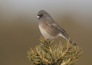 Pink-sided Junco (Junco hyemalis mearnsi), New Mexico, USA