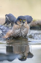 Eurasian Sparrowhawk (Accipiter nisus) male bathing, Madrid, Spain