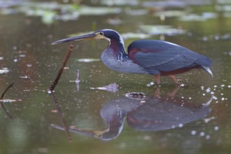 Agami Heron (Agamia agami) feeding in a loagoon in Costa Rica