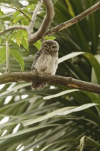 Spotted Owlet (Athene brama), Thailand