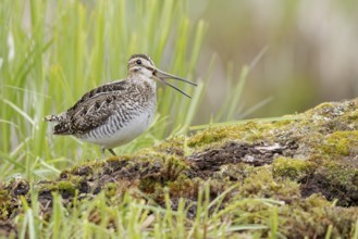 Wilson's Snipe (Gallinago delicata) calling, British Columbia, Canada