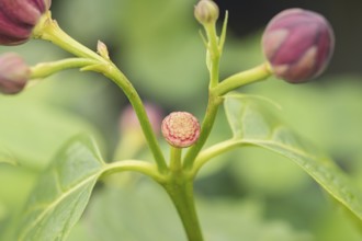 Spice bush (Calycanthus 'Aphrodite'), Cambridge Botanical Garden, Germany