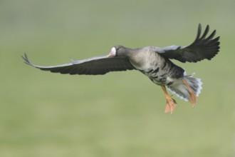 Greater White-fronted Goose (Anser albifrons), North Rhine-Westphalia, Germany
