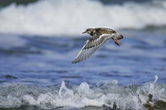 Ruddy Turnstone (Arenaria interpres) juvenile flying, Mecklenburg-Western Pomerania, Germany