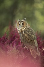 Long-eared Owl (Asio otus) captive, among flowers, Germany