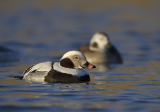 Long-tailed Duck (Clangula hyemalis) male, Ohio, USA