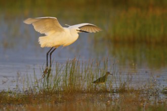 Little Egret (Egretta garzetta) flying, Greece