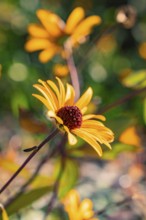 Yellow flower in sunlight in a garden, reminiscent of spring fever, Nagold, Black Forest, Germany