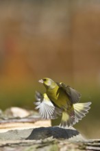 European Greenfinch (Chloris chloris), Schleswig-Holstein, Germany
