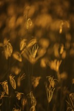 Blades of grass, abstract details against golden sunset light. Hwange National Park, Zimbabwe