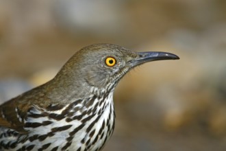 Long-billed Thrasher Toxostoma longirostre Rio Grande City, Starr County, Texas, United States 26