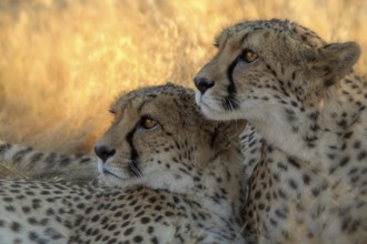 Cheetah (Acinonyx jubatus) captive, two females, Castile-La Mancha, Spain