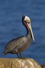Brown Pelican (Pelecanus occidentalis), California, USA